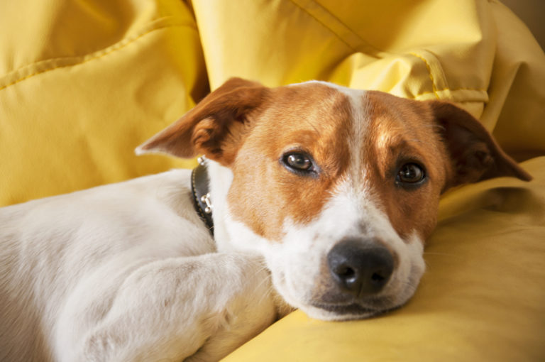 cane su cuscino giallo