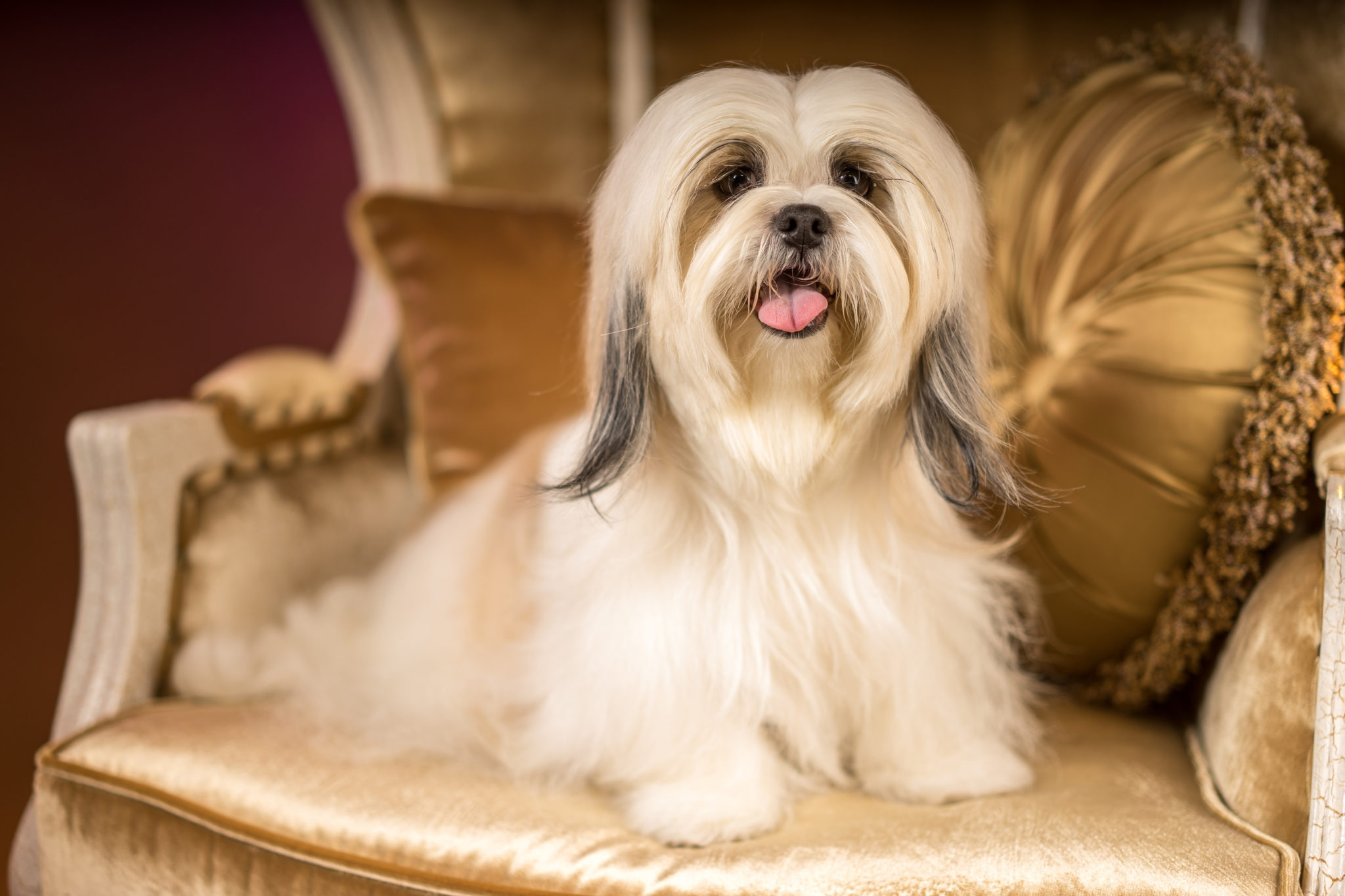 Shih Tzu: carattere, aspetto, prezzo, storia - zooplus Magazine