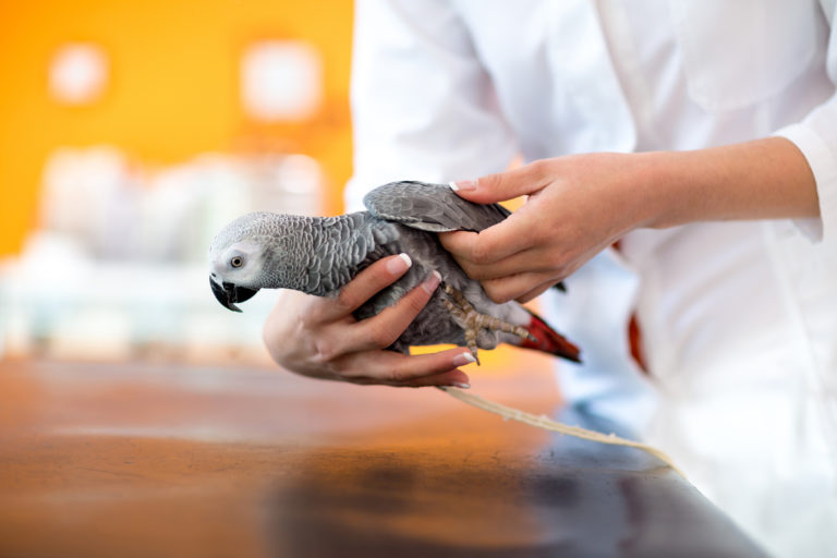 pappagallo grigio in visita dal veterinario