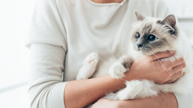 Gatto tra le braccia della padrona