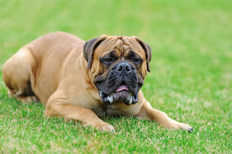 cane di razza English Mastiff cane di razza English Mastiff