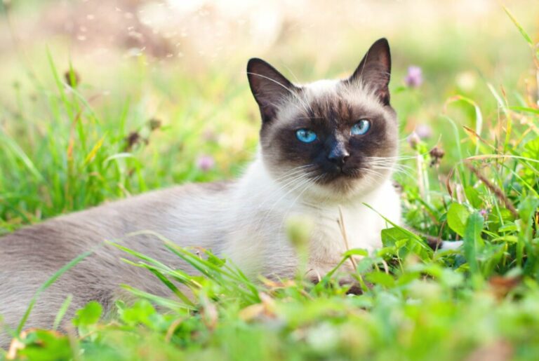 i parassiti nel gatto i parassiti nel gatto