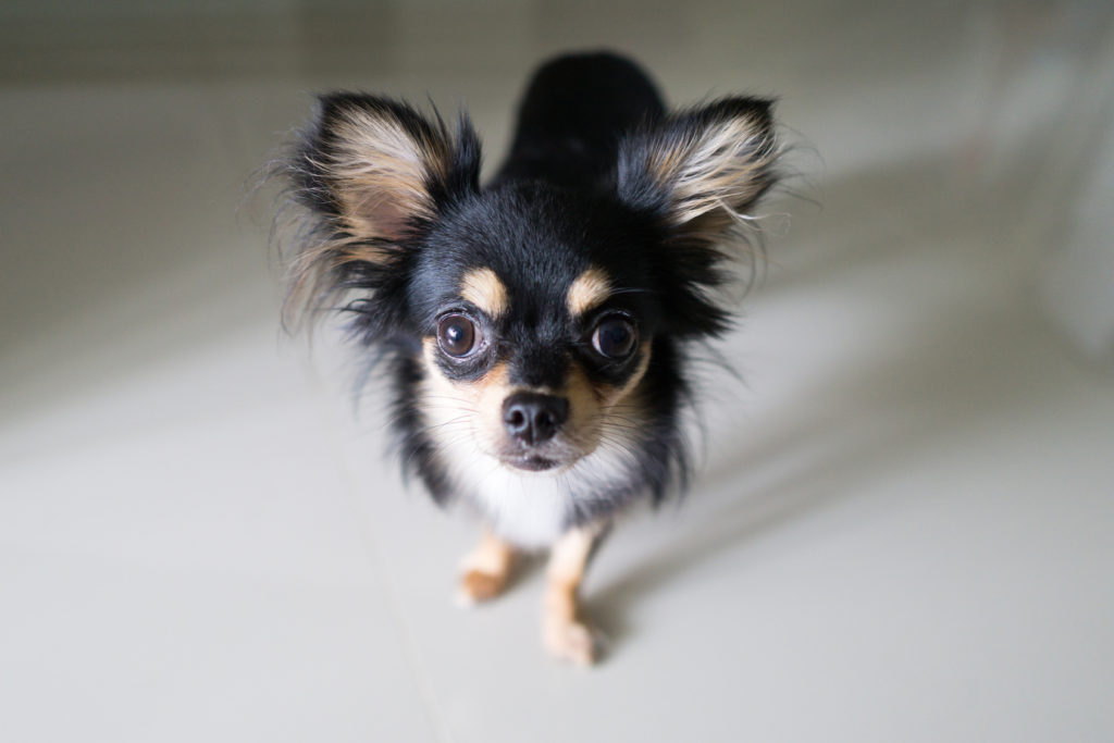 chihuahua a pelo lungo chihuahua nero e bianco