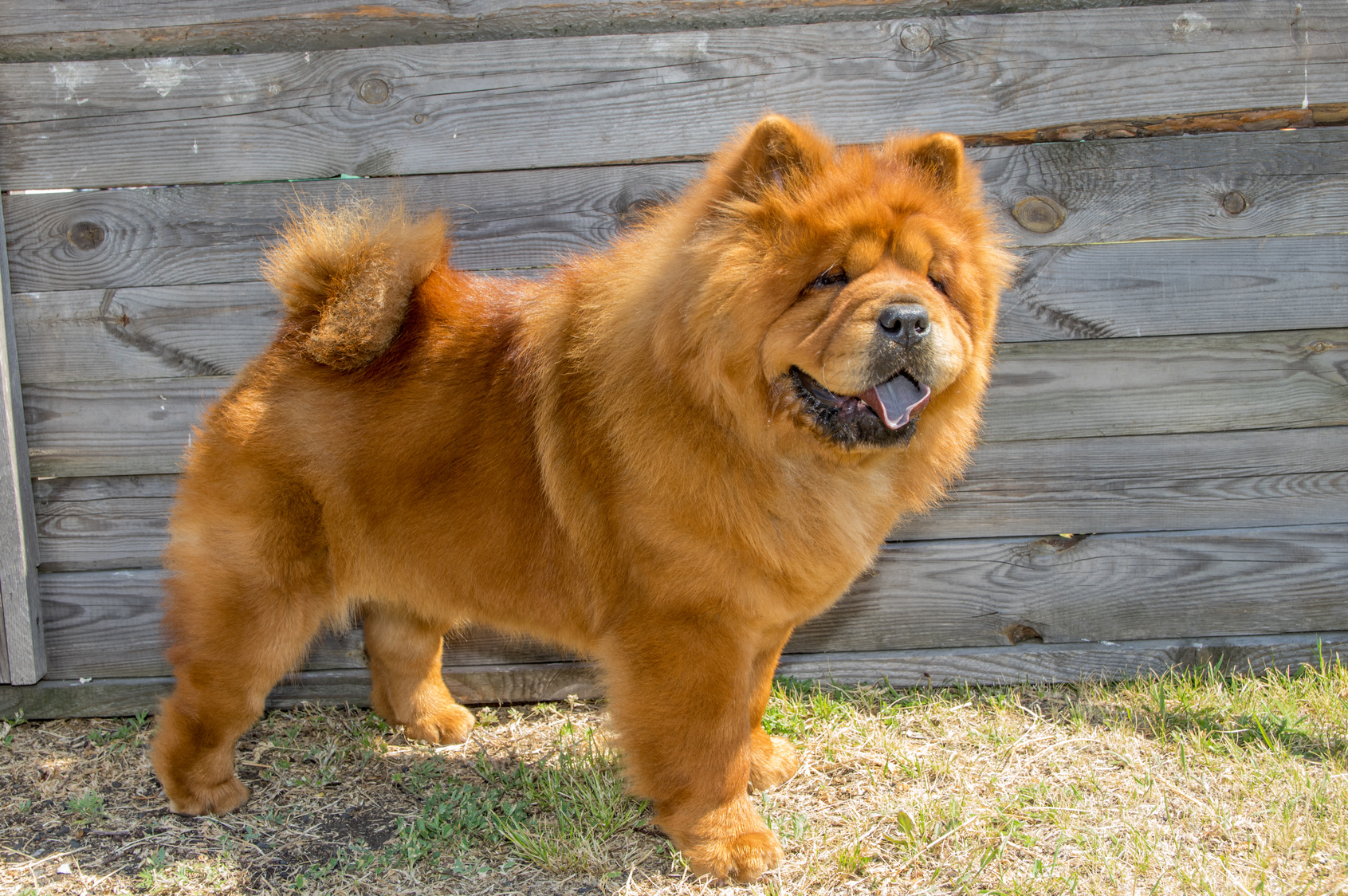 cane tipo peluche