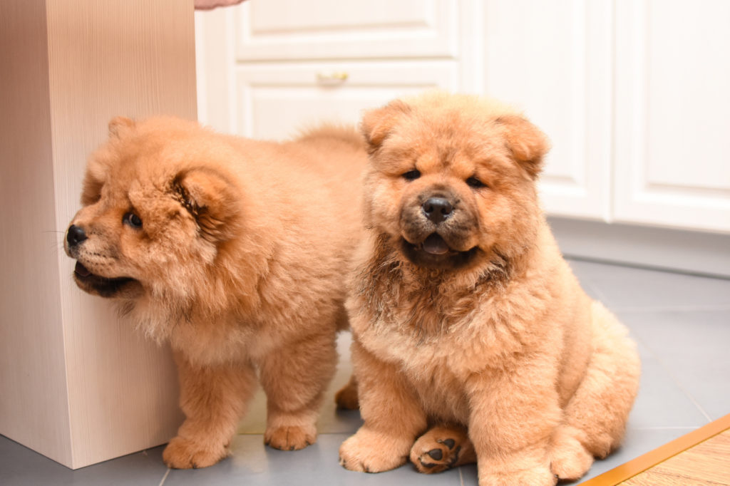 cuccioli di chow chow