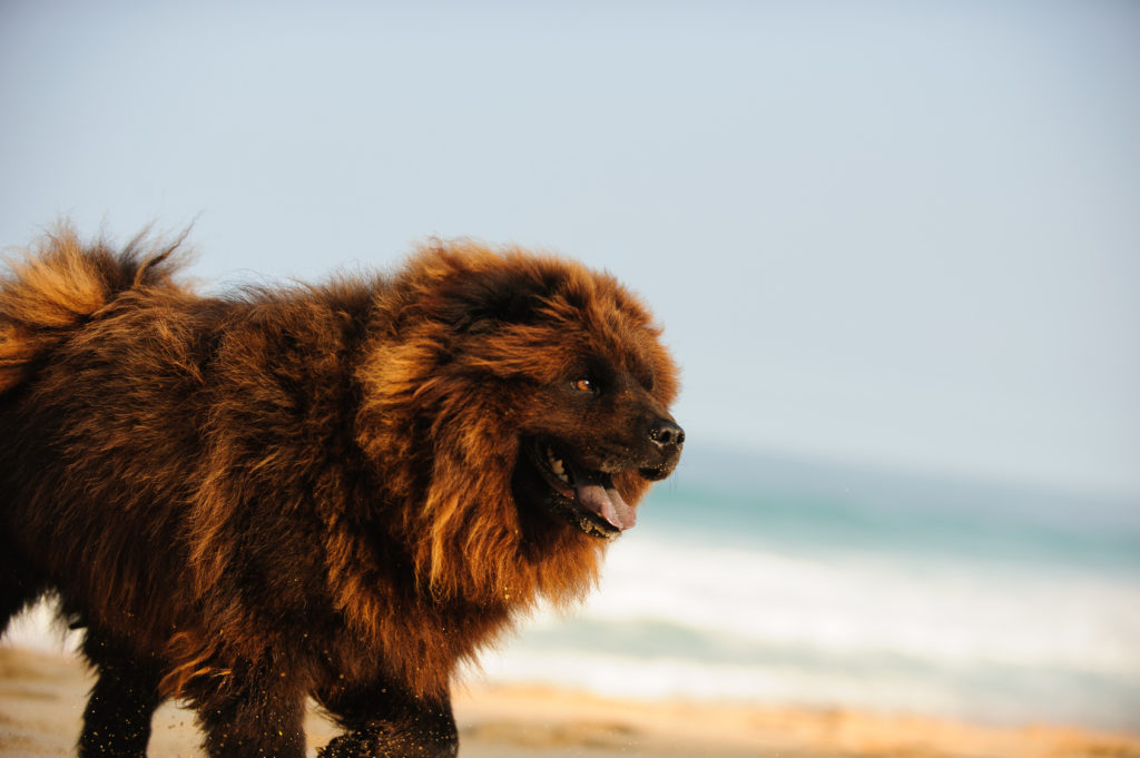 Chow Chow marrone Chow Chow marrone