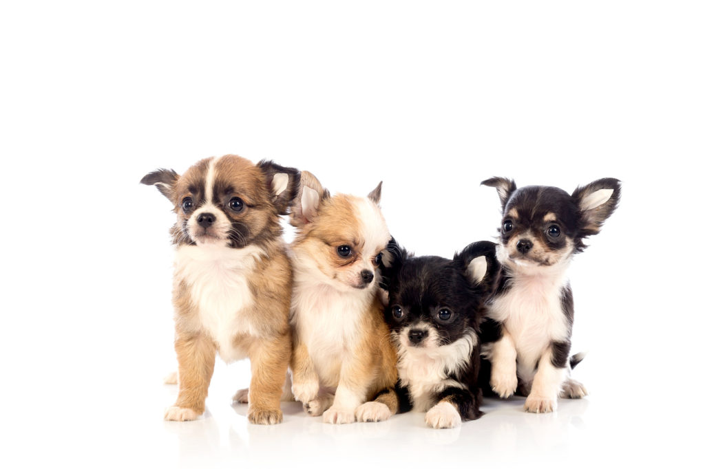 cuccioldi di Chihuahua cuccioldi di Chihuahua