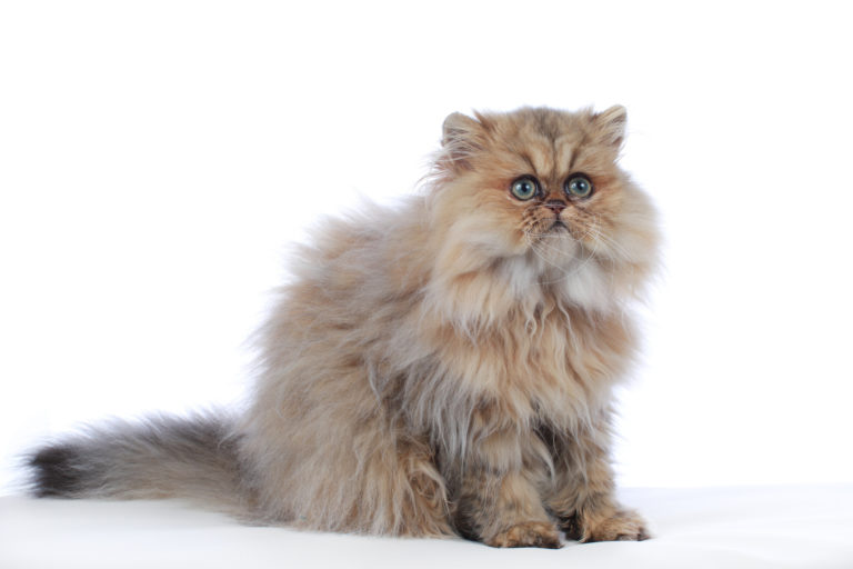 dreifarbig-perser-katze-768×512 il gatto persiano