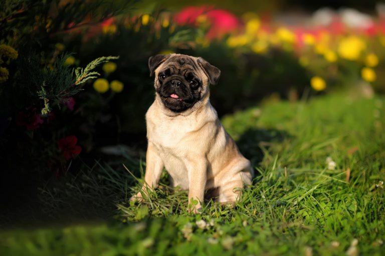 Carlino nel parco