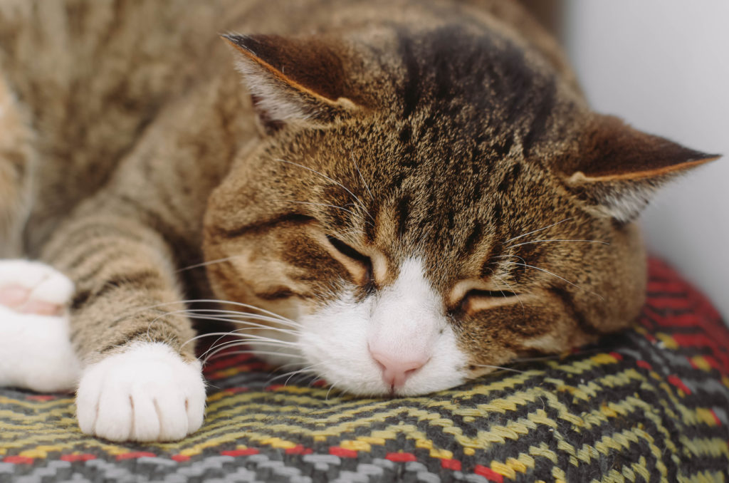 gatto anziano che dorme