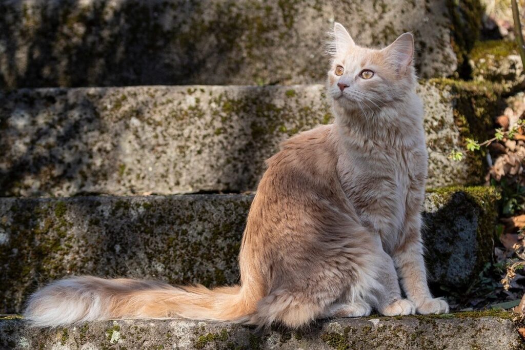 Maine Coon al sole