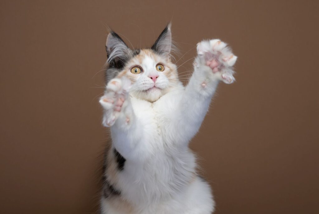 maine coon con polidattilia