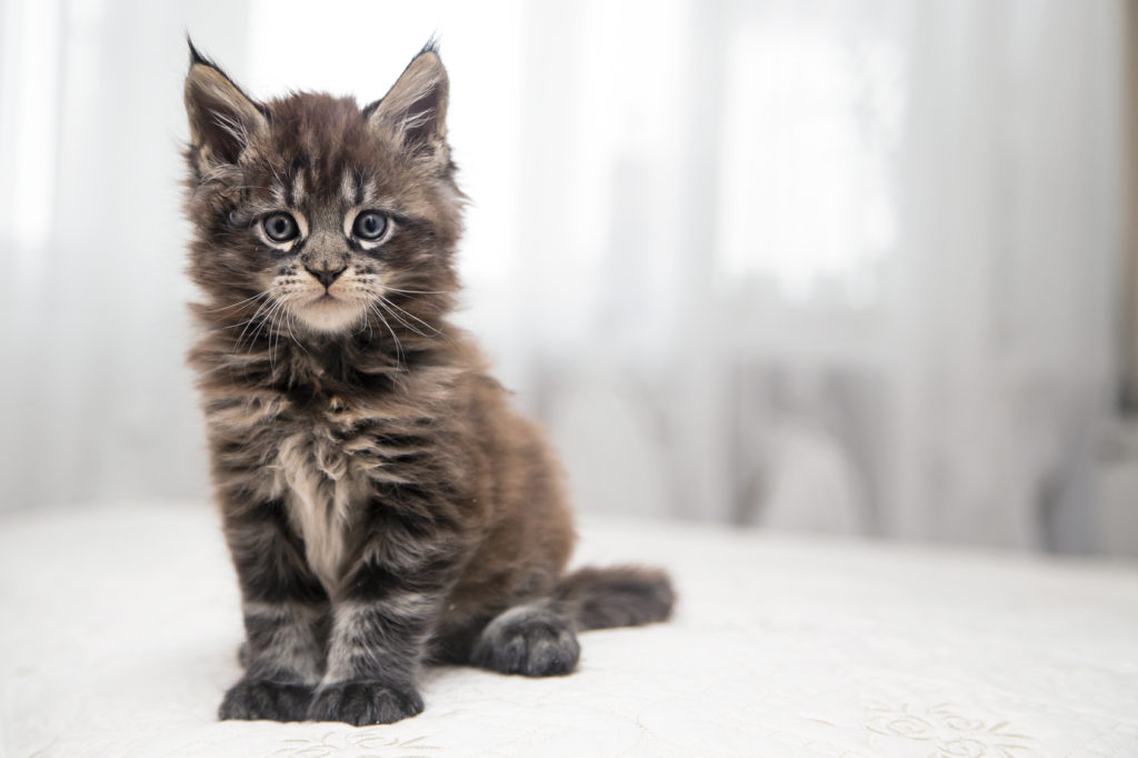 maine-coon-kitten-1024×682