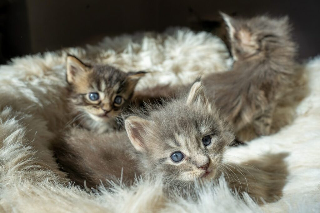 gattini maine coon