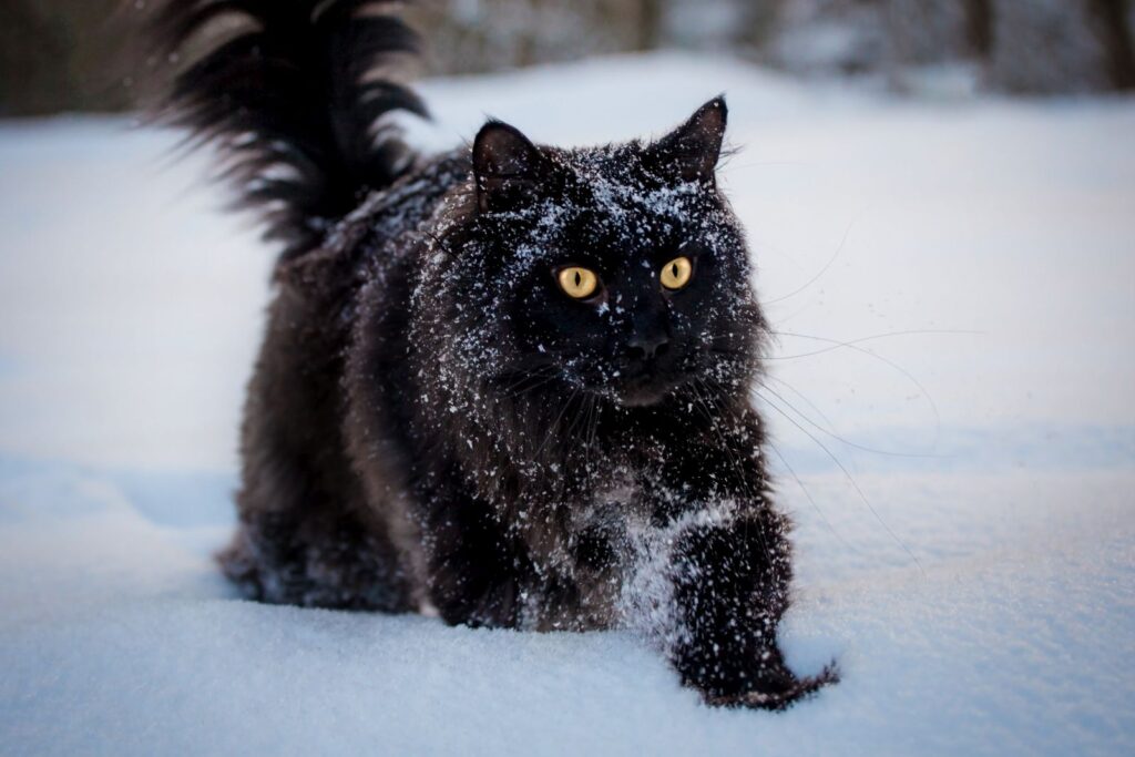 maine coon nero nella neve