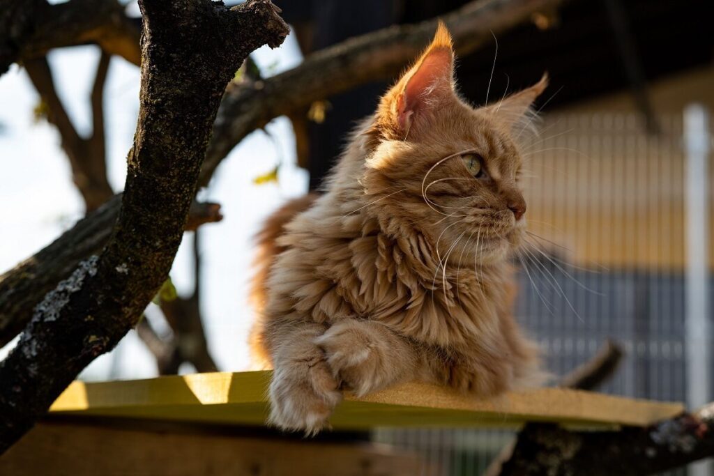 Maine Coon all'aperto