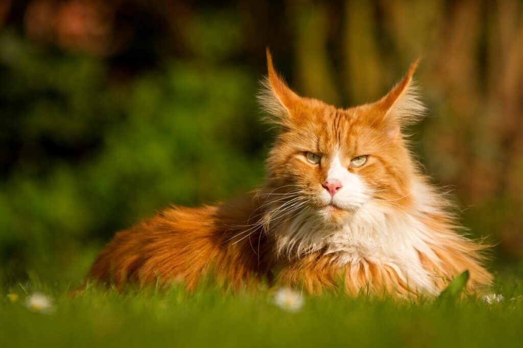 Maine Coon rosso e bianco