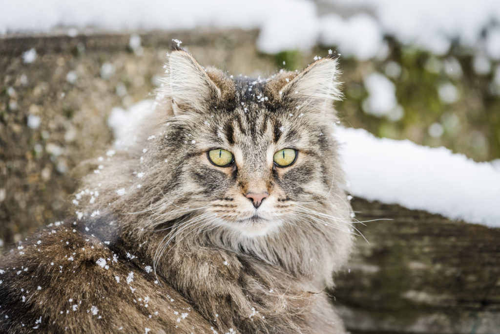 norvegese sotto la neve