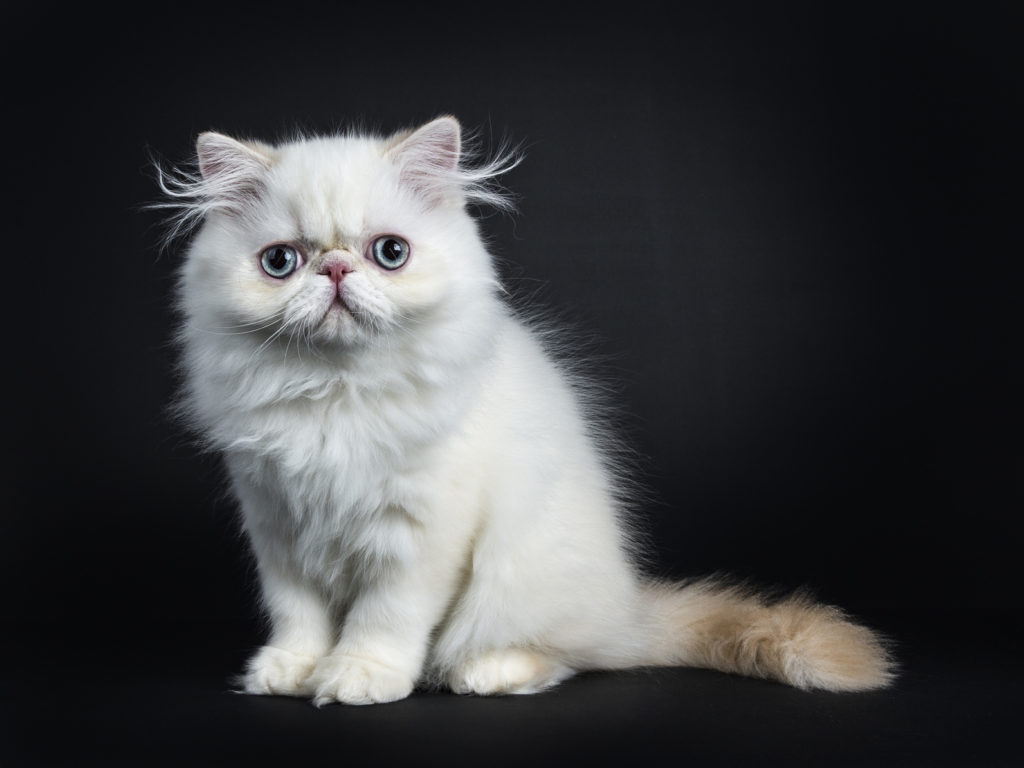 perser-katzenbaby-weiss-1024×768