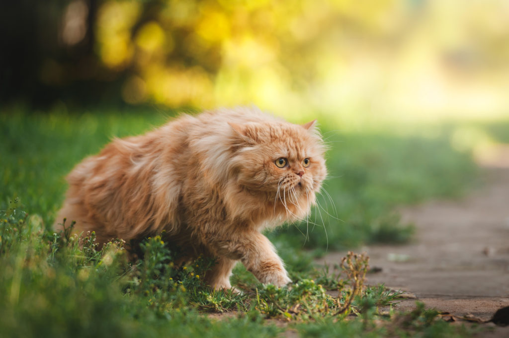 rot-perserkatze-im-grass-1024×681
