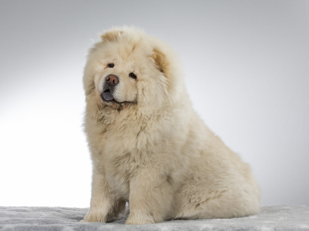 Chow-Chow bianco