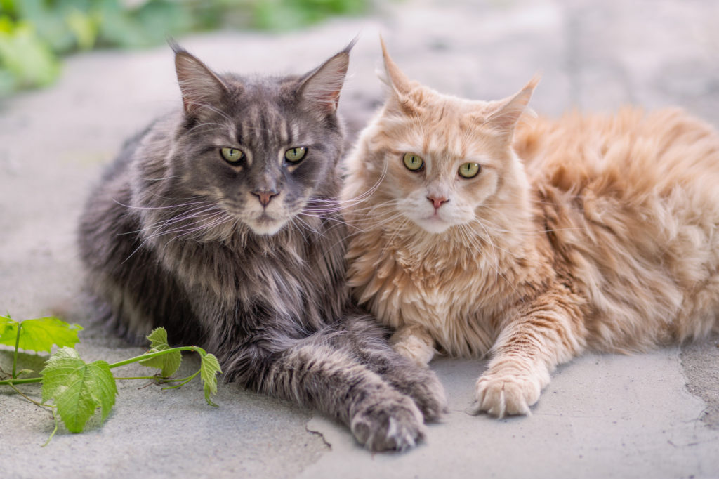 zwei-maine-coon-liegen-1024×682