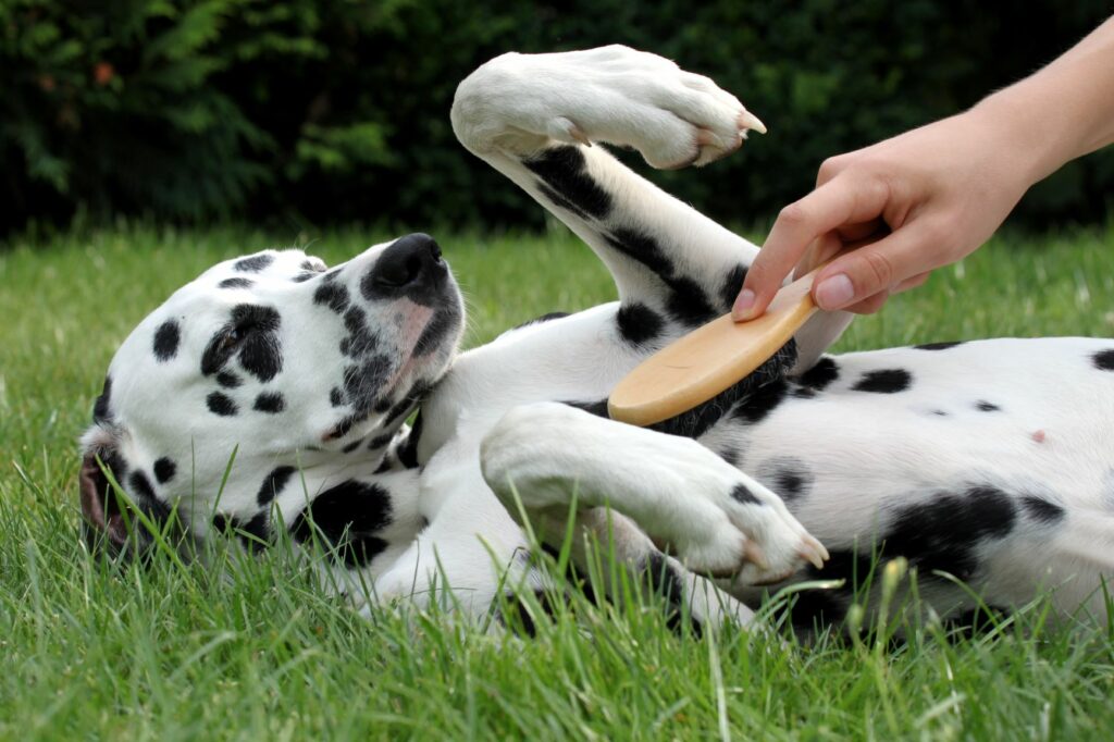 Cura del pelo del cane: i consigli giusti | zooplus Magazine