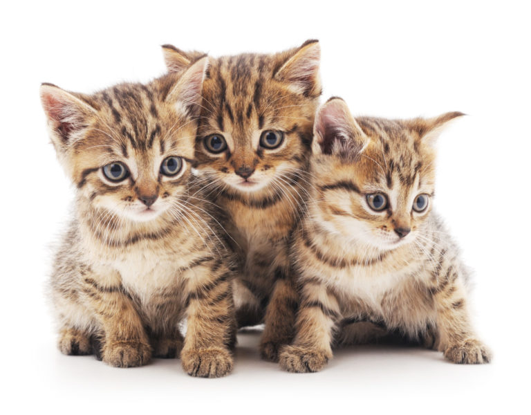 3 cuccioli di gatto