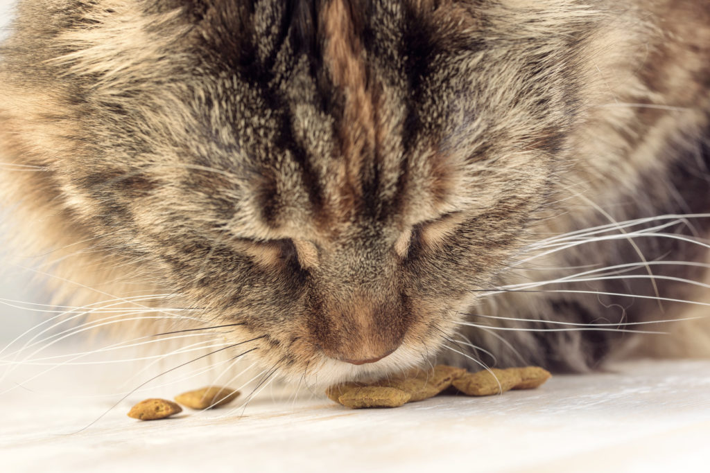 cibo per gatti intolleranti