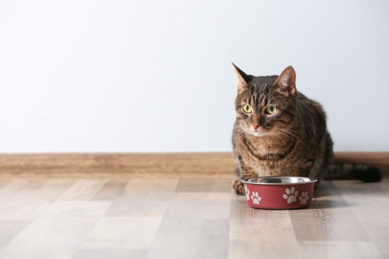 allergie alimentari nel gatto