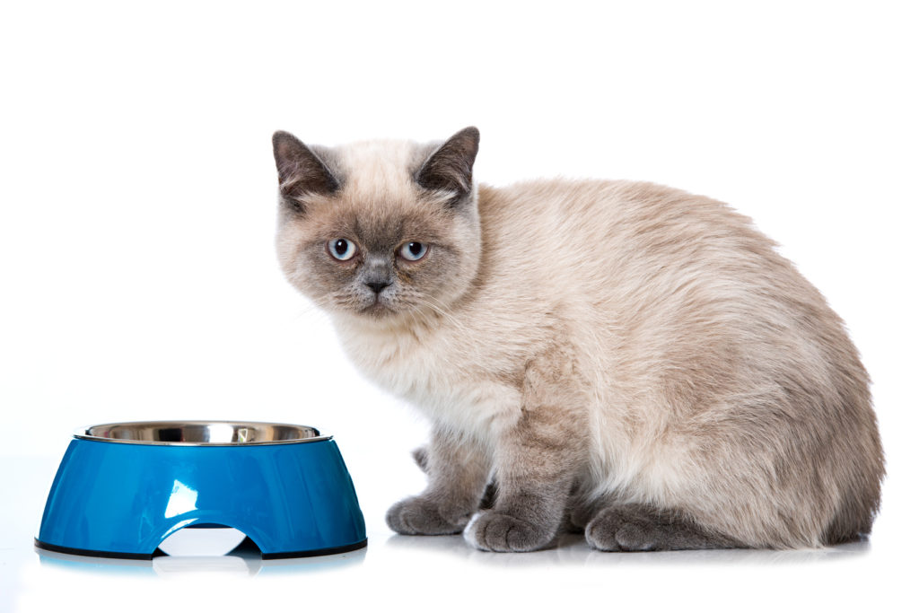 siamese che mangia da ciotola blu