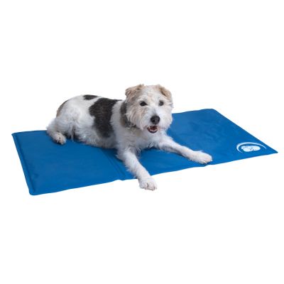 I Migliori Accessori Estivi Per Cani Zooplus Magazine