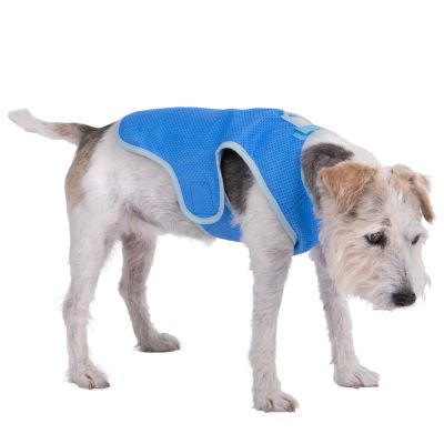 I Migliori Accessori Estivi Per Cani Zooplus Magazine