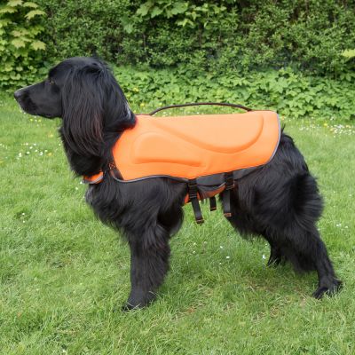 I Migliori Accessori Estivi Per Cani Zooplus Magazine
