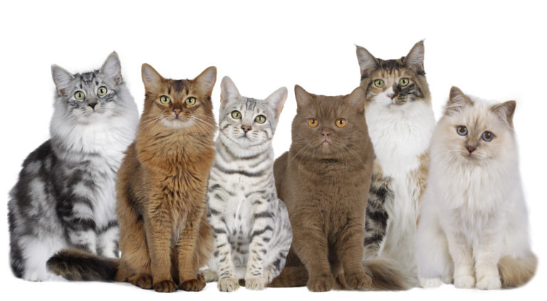 Racespecifikt kattefoder