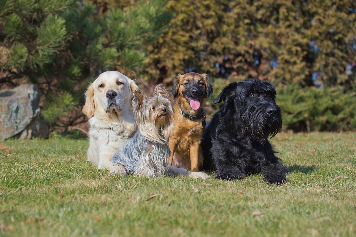 4 cani nel prato