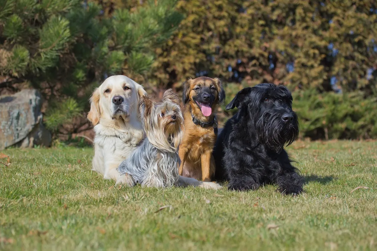 4 cani nel prato