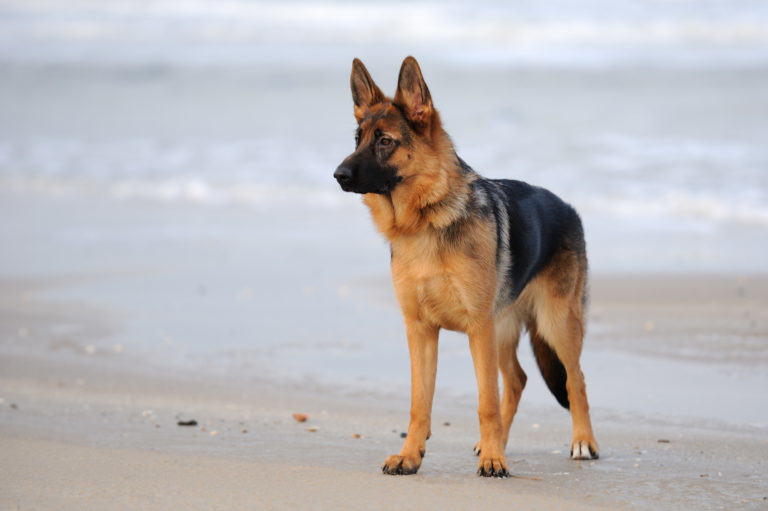 Schæferhund på stranden