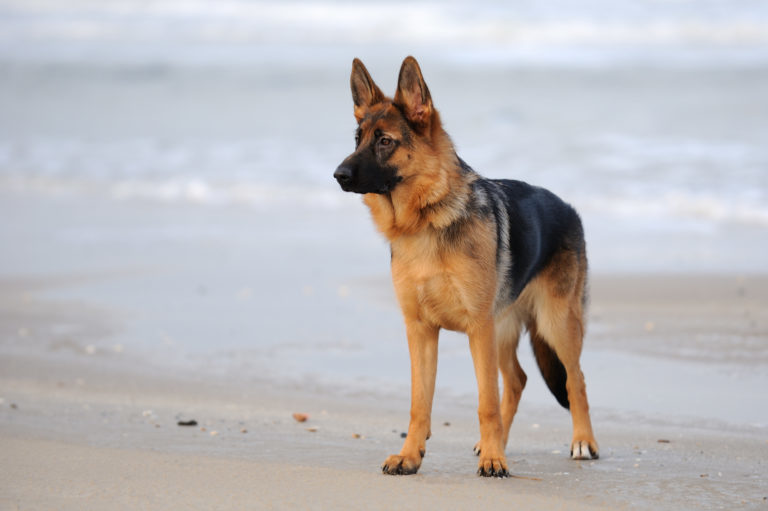 Schæferhund på stranden Schæferhund på stranden