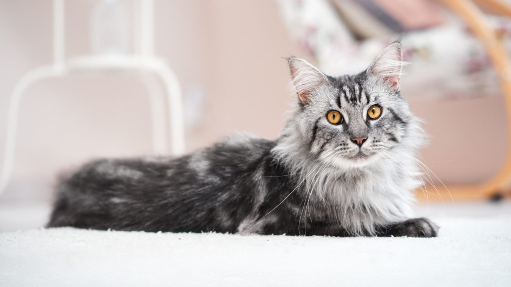 maine coon futter