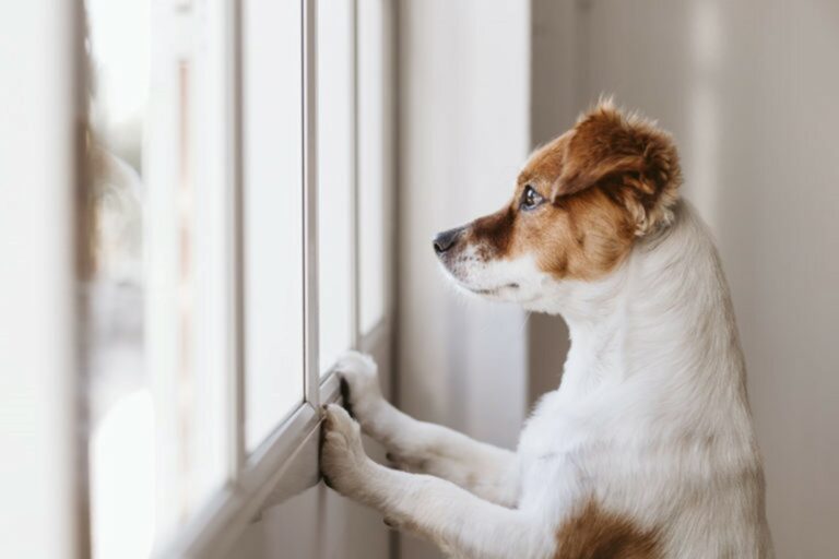 Cucciolo abituare il cucciolo a restare solo