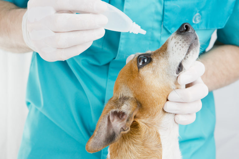 congiuntivite nel cane cane nel veterinario