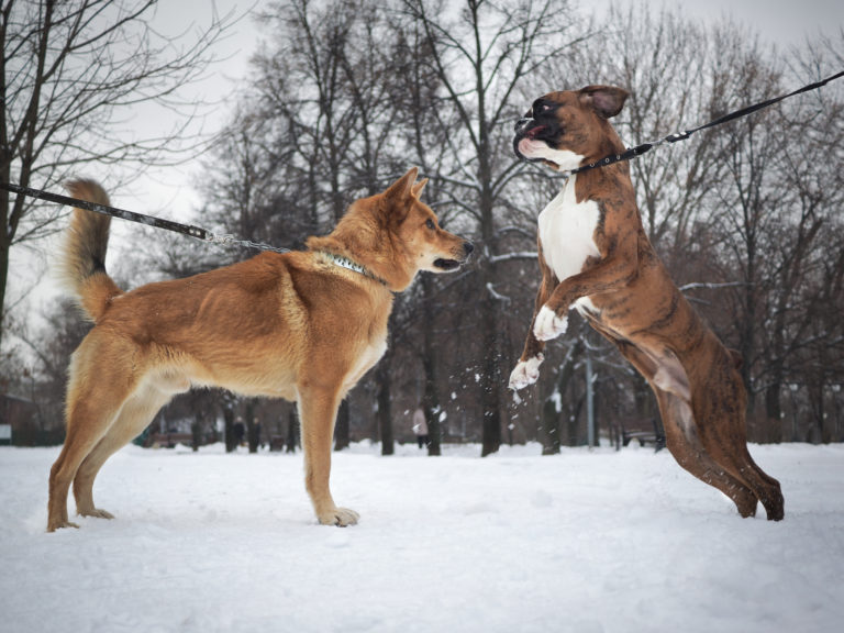 Razze di cani da combattimento