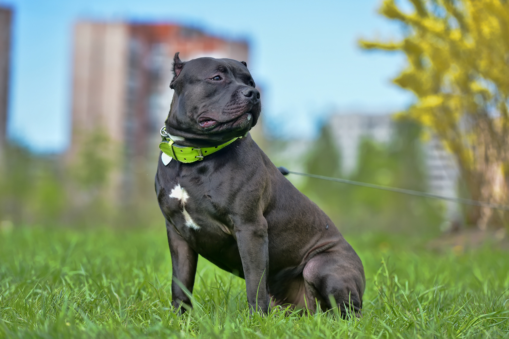 Kiwistar Adesivo Auto Bulldog Cromato: Simbolo Cane Da Combattimento Per Tuning - 2