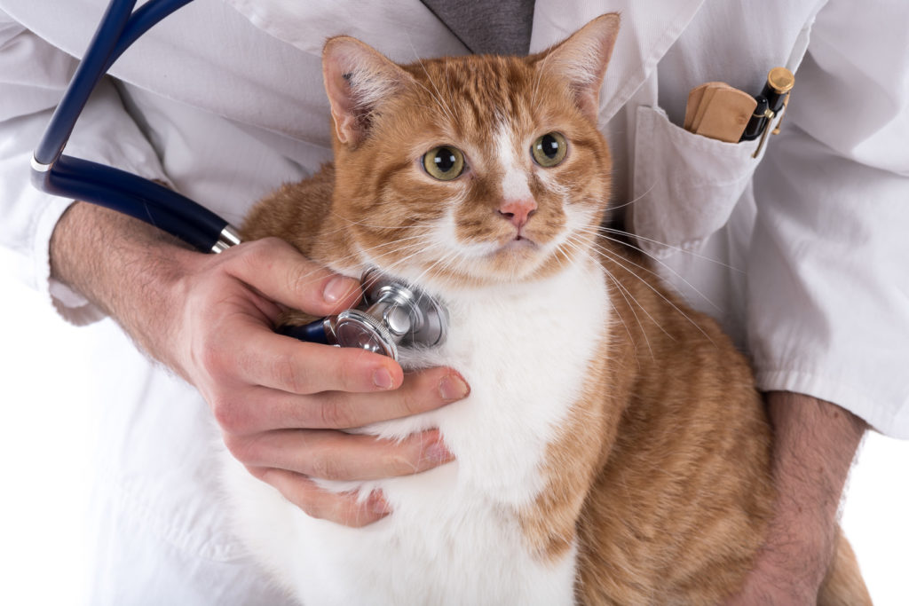 I problemi dell’apparato respiratorio nei gatti I problemi dell'apparato respiratorio nei gatti