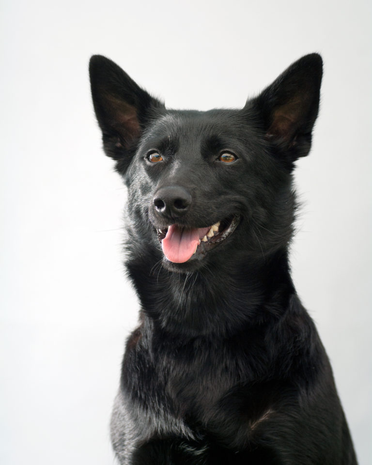 australian kelpie nero australian kelpie nero