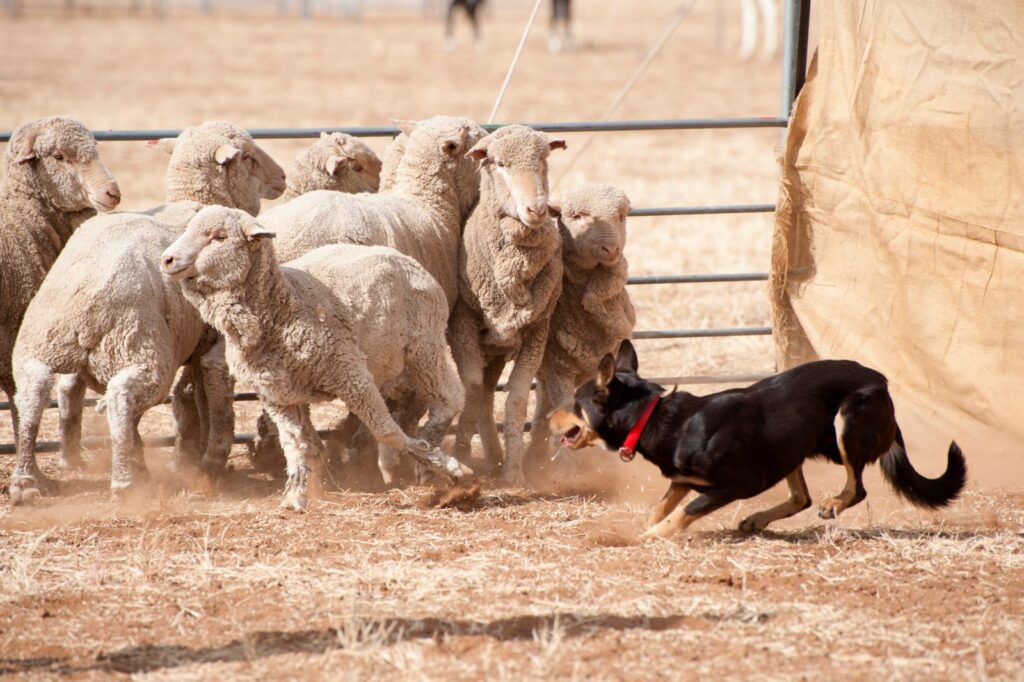 cane da pastore australiano kelpie con gregge pecore