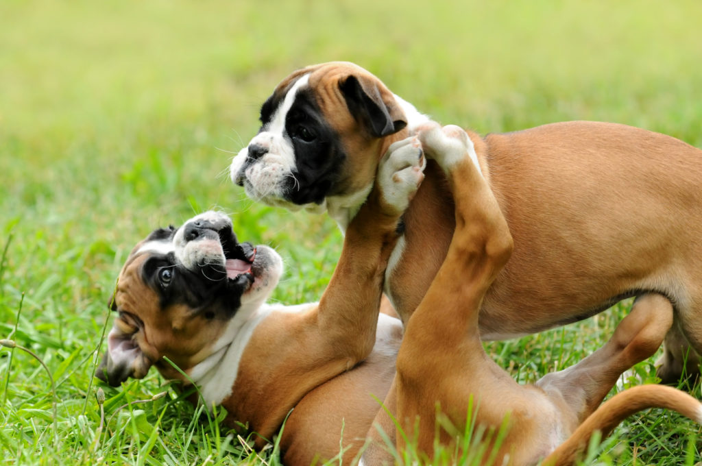 boxer tedesco boxer