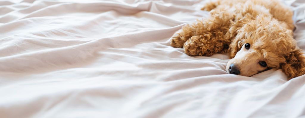 cagnetto sul letto
