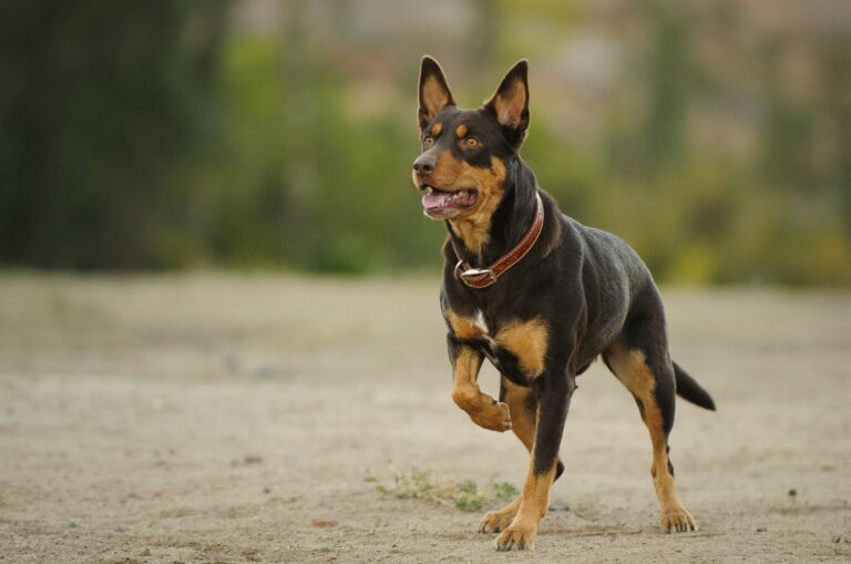 Australian Kelpie